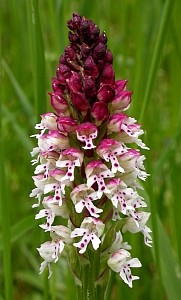 Burnt Orchid - Orchis ustulata © Teresa Farino